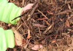 arborist small