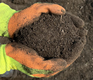biochar top soil